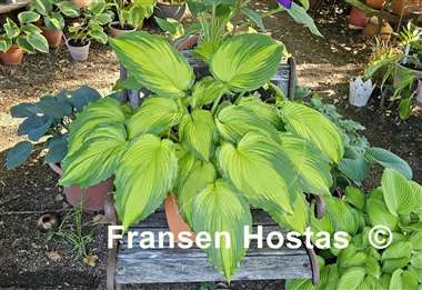 Hosta Amalia